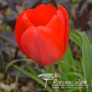 Tulipa Oxford