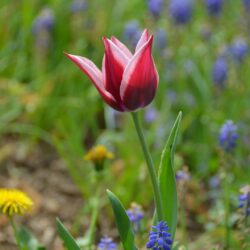 Tulipa Rajka