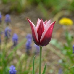 Tulipa Rajka