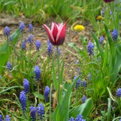 Tulipa Rajka