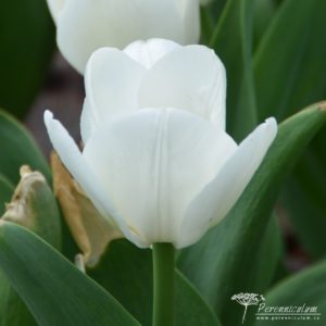 Tulipa Royal Virgin