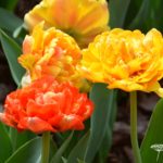 Tulipa Sunlover