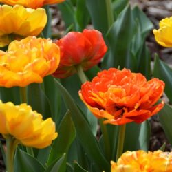 Tulipa Sunlover