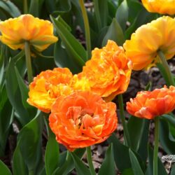 Tulipa Sunlover