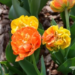 Tulipa Sunlover