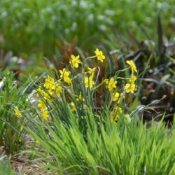Narcissus Baby Moon