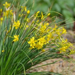 Narcissus Baby Moon