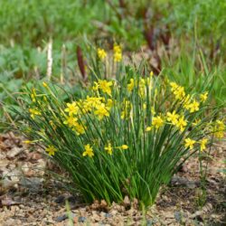 Narcissus Baby Moon