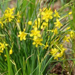 Narcissus Baby Moon
