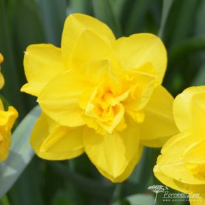 Narcissus Dick Wilden