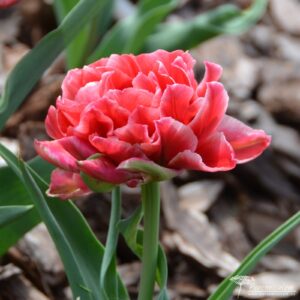 Tulipa Willemsoord