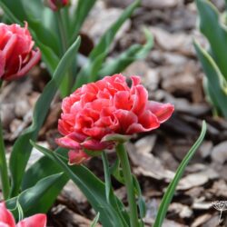 Tulipa Willemsoord