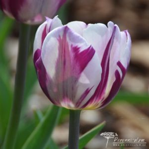 Tulipa Zurel