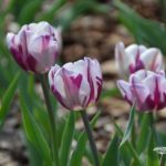 Tulipa Zurel