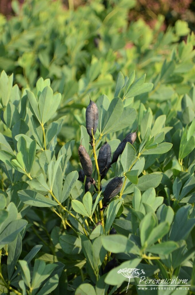 Baptisia – Trvalka sezóny 2019 5 Plody baptisíí