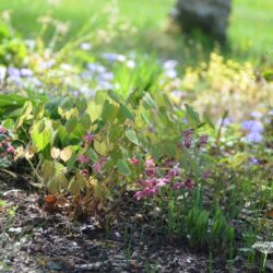 Epimedium x rubrum