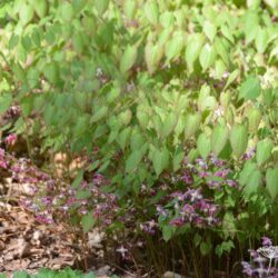 Epimedium x rubrum