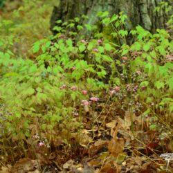 Epimedium x rubrum