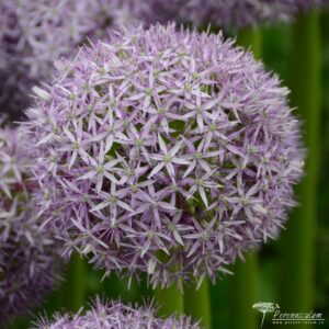 Allium Globemaster