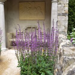 Salvia nemorosa Serenade