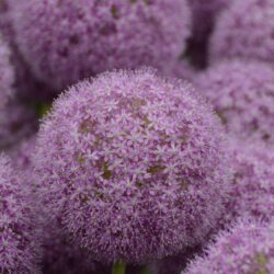 Allium giganteum