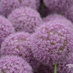 Allium giganteum