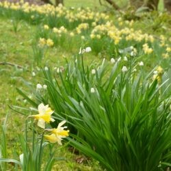 Leucojum aestivum
