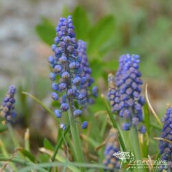 Muscari armeniacum