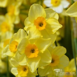 Narcissus Golden Dawn