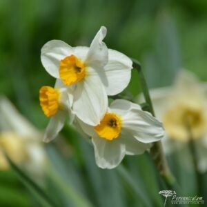 Narcissus Geranium