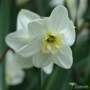 Narcissus Papillon Blanc