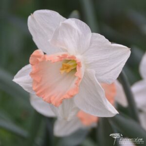 Narcissus Pink Charm