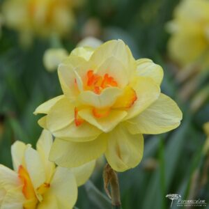 Narcissus Tahiti