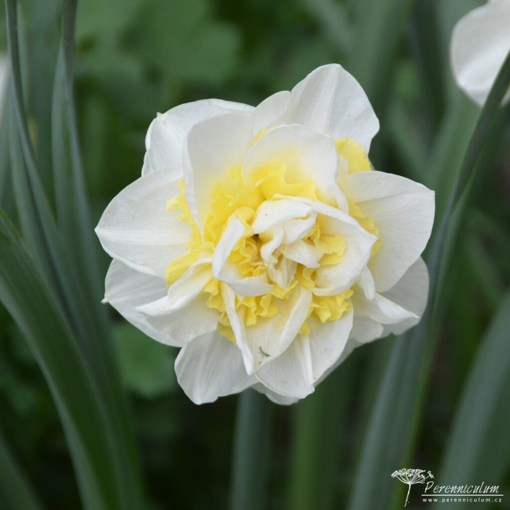 Narcissus Unique