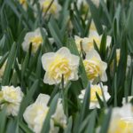 Narcissus Unique