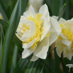 Narcissus Unique