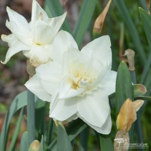 Narcissus White Medal
