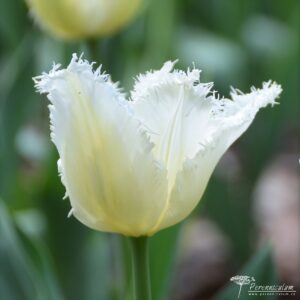 Tulipa Daytona