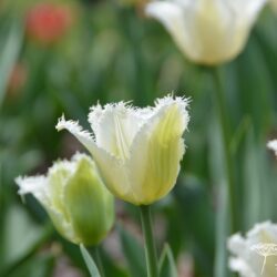 Tulipa Daytona