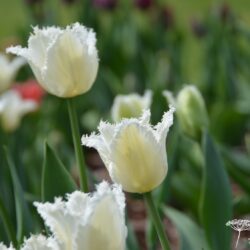 Tulipa Daytona