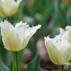 Tulipa Daytona