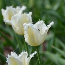 Tulipa Daytona