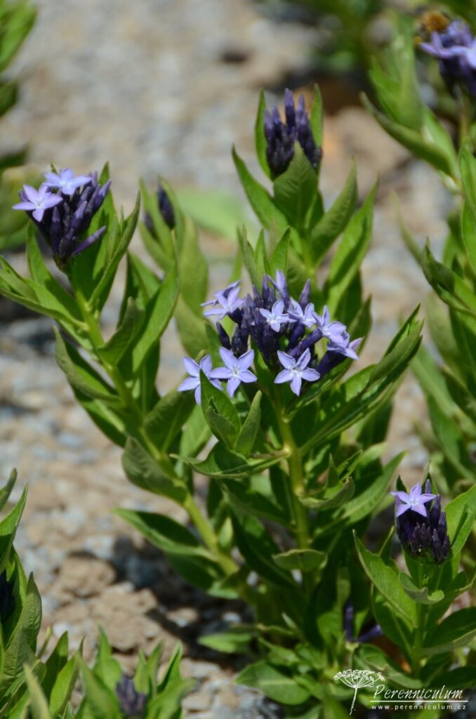 Amsonia Blue Ice