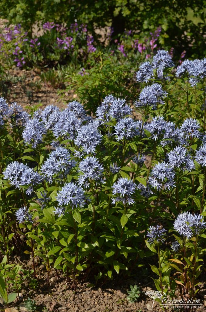 Amsonia Short Stack