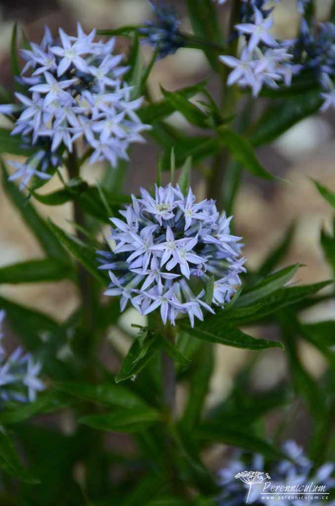 Amsonia ciliata