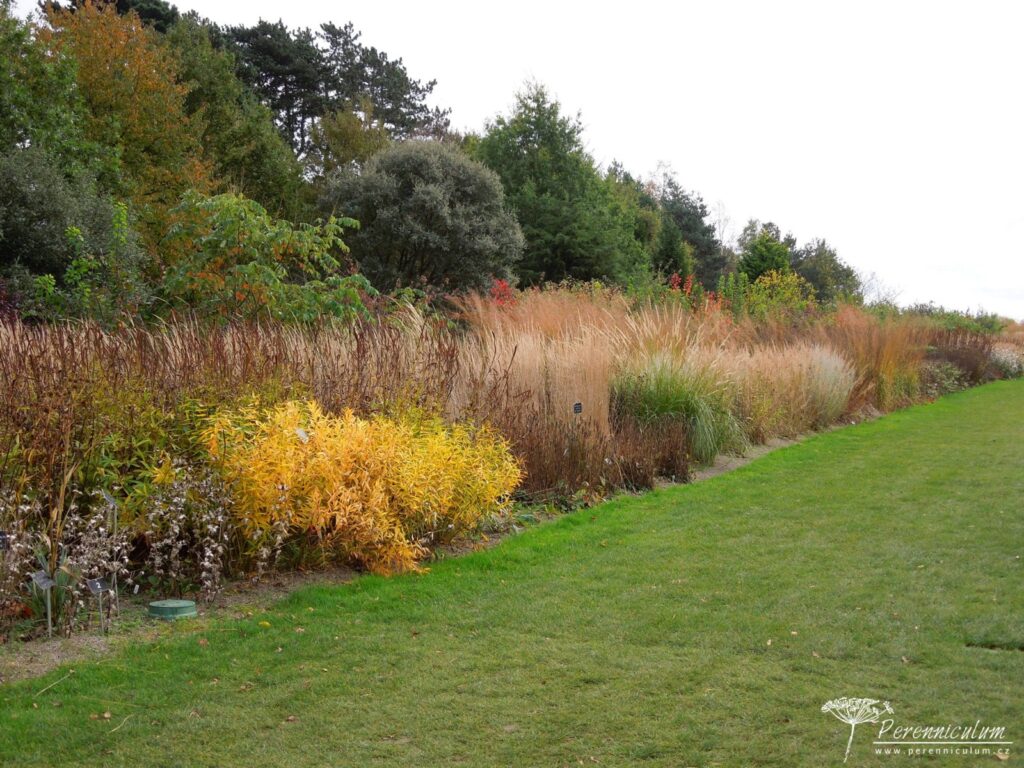 amsonie podzimní zbarvení