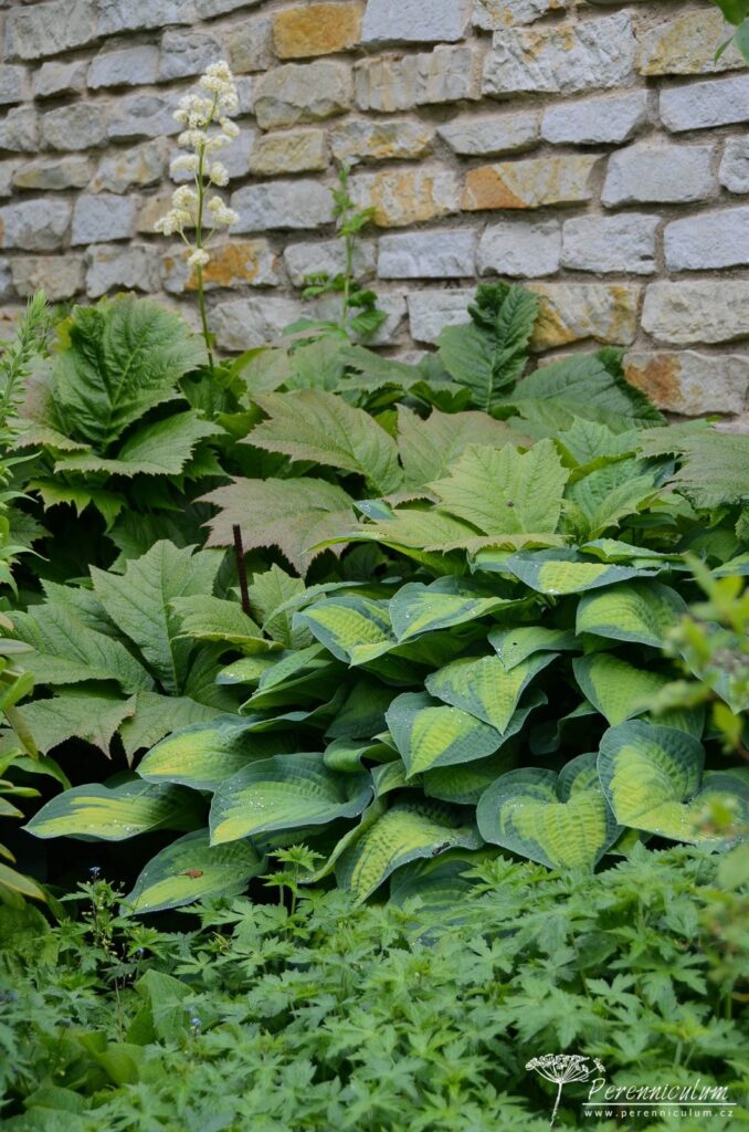 Podél obvodové zdi rostou bohyšky, rodgersie a kakosty.