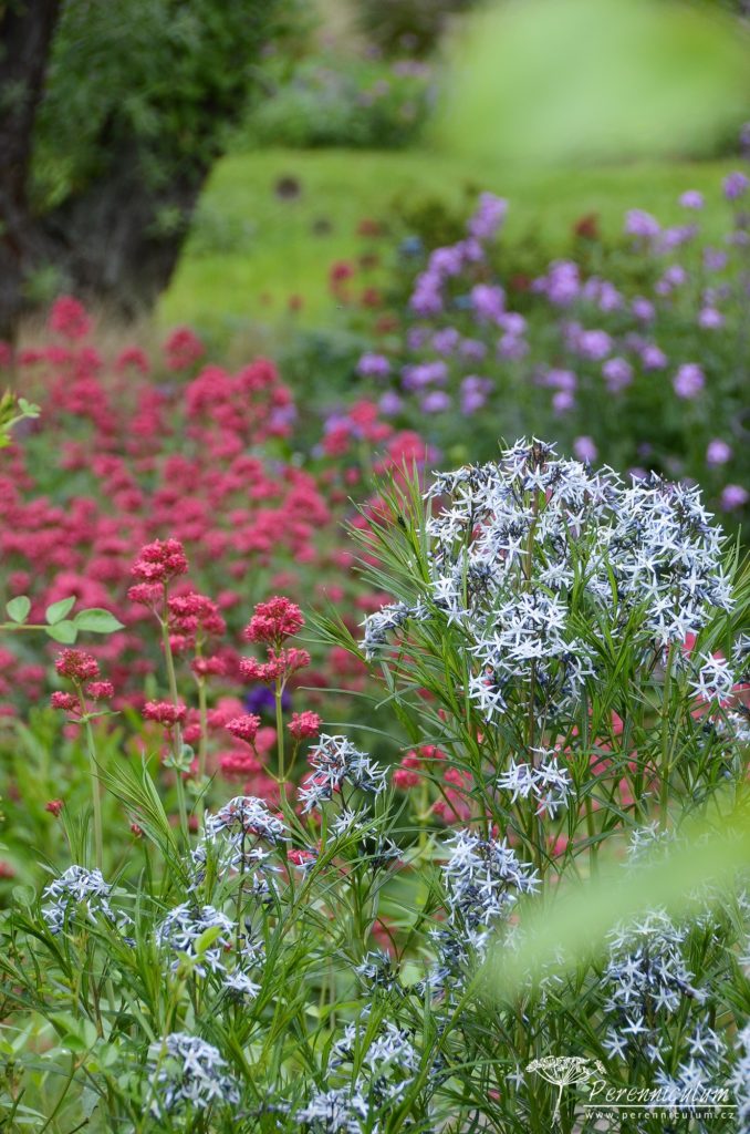 Amsonie s mavuní a večernicí.