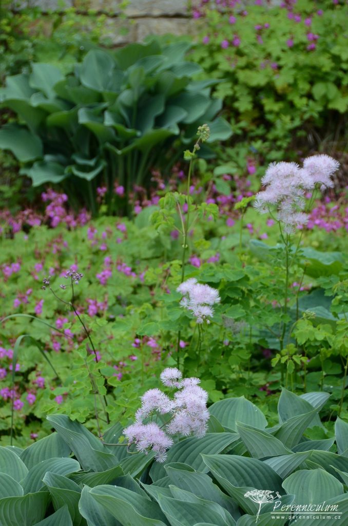 Bohyšky s velkými modrými listy doplňují jemné květy žluťuch a v podrostu kakosty.