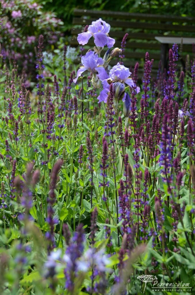 Šalvěje se bohatě semení a v nich sem tam roste kosatec.